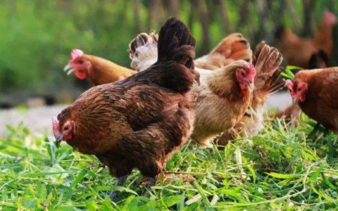 散养鸡2000只一年利润多少，养鸡的成本是多少