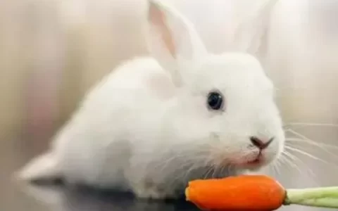 姐姐我可以吃你的小兔兔吗? 吃你的小兔兔是什么意思