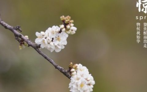 惊蛰怎么读音 惊蛰是什么意思