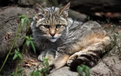 猫科动物实力特点排名(地球上最强大的10种猫科动物是哪些)