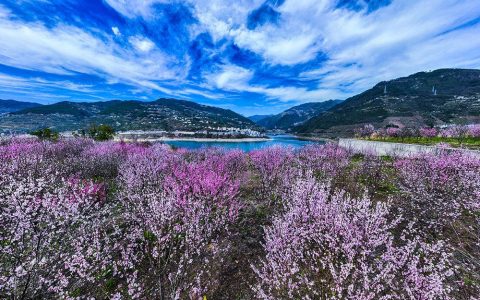 组图｜巴东：峡江桃花开，笑迎宾客来