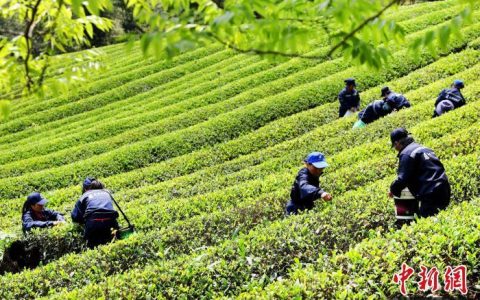 福建南平：生态茶园采茶忙