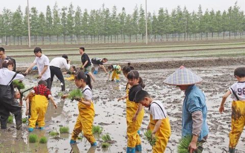 趣味农旅新体验，松江亲子家庭田间地头学插秧