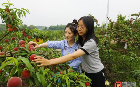 甜蜜一“夏” 永安镇大丰收十里桃缘第六届水蜜桃采摘节启幕