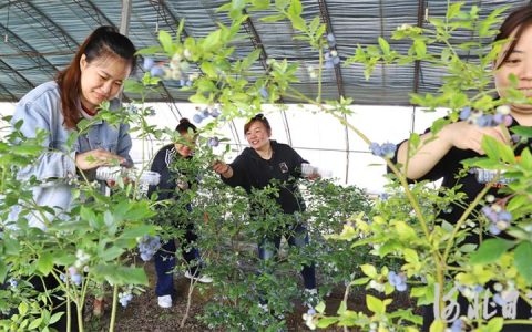 河北涿州：蓝莓采摘正当时